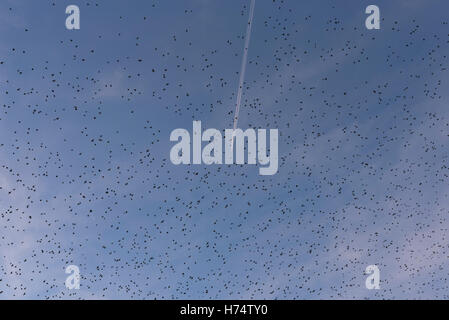 Un murmuration d'étourneaux passent au-dessus à Aberystwyth comme un avion croise leur chemin. Banque D'Images