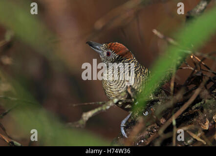 Gène Fasciated Antshrike (Cymbilaimus lineatus fasciatus) femelle adulte perché sur la branche Route Pipeline, le Panama Novembre Banque D'Images