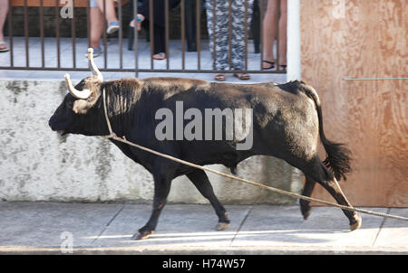 Fête traditionnelle de la tauromachie à Terceira aux Açores. Le Portugal. Un Touradas corda. L'horizontale Banque D'Images