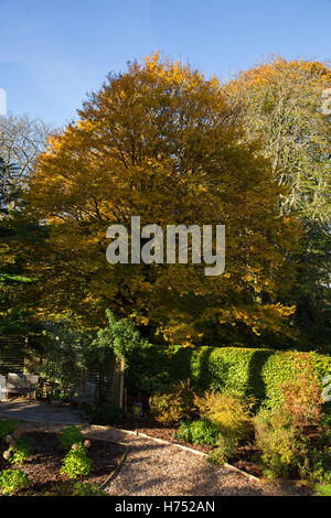 Charme arbre en pleine couleur d'automne dans un jardin de Devon. Les feuillus sont charme, Carpinus de la famille des Bétulacées Banque D'Images