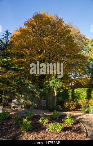 Charme arbre en pleine couleur d'automne dans un jardin de Devon. Les feuillus sont charme, Carpinus de la famille des Bétulacées Banque D'Images