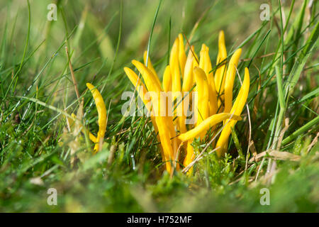 Les fusées d'or (Clavulinopsis fusiformis) des champignons. Champignon jaune vif en touffe dense, dans la famille Clavariaceae Banque D'Images