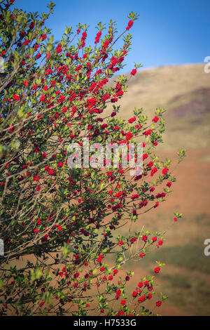 En automne, une vieille femme Holly (Ilex aquifolium), les branches sont couverts avec des fruits et de l'absence d'épines sur les feuilles. Banque D'Images