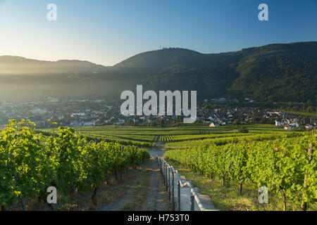 Vue sur vignes, Bernkastel-Kues, Rhénanie-Palatinat, Allemagne Banque D'Images