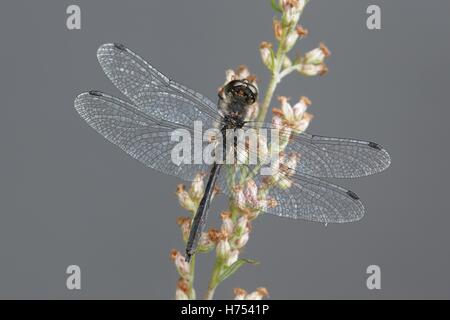 Dard noir, Sympetrum danae, connu également comme Meadowhawk Banque D'Images