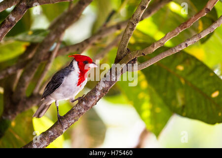 Red-crested Cardinal (Paroaria coronata) dans la vallée de Waimea sur Oahu, Hawaii, USA. Banque D'Images
