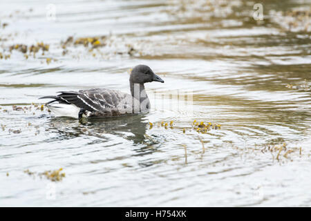 La Bernache cravant (Branta bernicla) natation. Banque D'Images