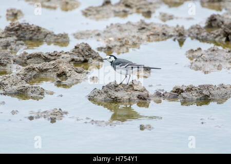 Bergeronnette printanière (Motacilla alba blanc) la chasse aux insectes dans un champ inondé. Banque D'Images