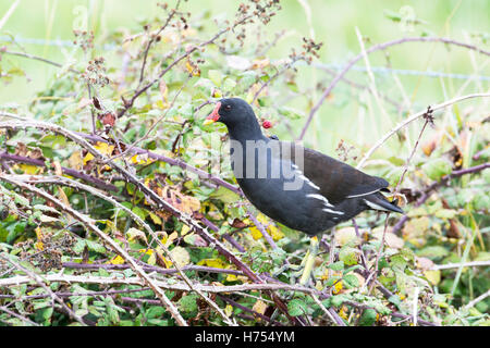 Gallinule poule-d'eau (Gallinula chloropus). Des oiseaux adultes en quête de baies dans un bramble bush. Banque D'Images