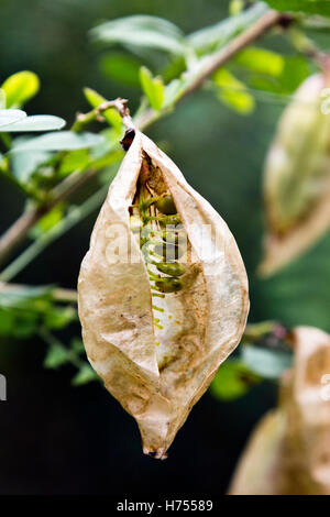 La vessie commun senna (Colutea arborescens) Banque D'Images