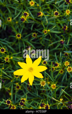 Coreopsis verticillata Banque D'Images