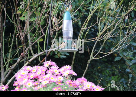 Chardonnerets sur mangeoire de jardin Banque D'Images