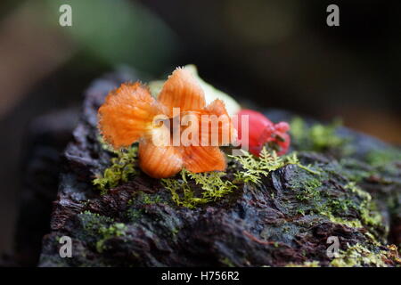 Drymonia rubra. Costa Rica, Province, Puntarenas Monteverde Cloud Forest Reserve. Selvatura Park Banque D'Images
