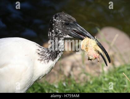 Sacré africain (blanc) Ibis (Threskiornis aethiopicus) se nourrissant d'un petit oiseau poussin Banque D'Images
