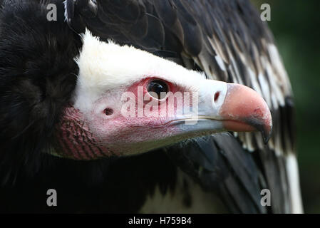 L'Afrique à la féroce vautour à tête blanche (Trigonoceps occipital), close up de la tête Banque D'Images