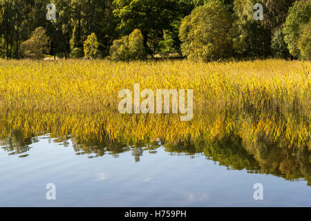 Loch Pityoulish dans le Parc National de Cairngorms. Banque D'Images