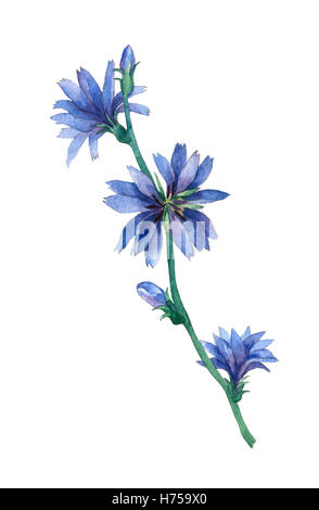 Chicorée bleu fleurs. Chicorée commune (Cichorium intybus) est une herbacée vivace buissonnante. Aquarelle peinture à la main l'illustration. Banque D'Images