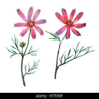 Pink Cosmos bipinnatus, communément appelé le jardin mexicain ou cosmos aster. Aquarelle peinture à la main l'illustration. Banque D'Images