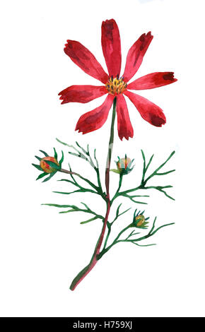 Pink Cosmos bipinnatus, communément appelé le jardin mexicain ou cosmos aster. Aquarelle peinture à la main l'illustration. Banque D'Images