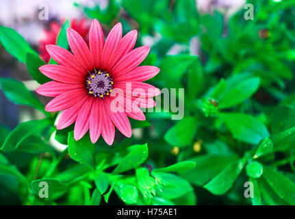 Daisy flower - Fleur rouge avec fond naturel vert Banque D'Images