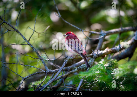 Le Roselin pourpré est l'oiseau qui a été a décrit comme un moineau trempé dans du jus de framboise. Banque D'Images