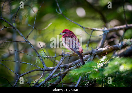 Le Roselin pourpré est l'oiseau qui a été a décrit comme un moineau trempé dans du jus de framboise. Banque D'Images