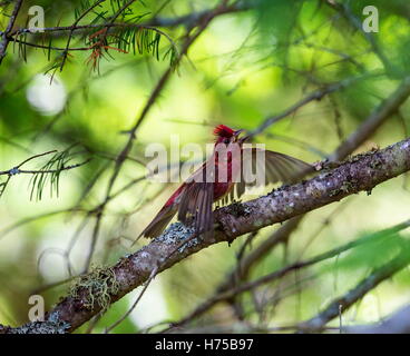 Le Roselin pourpré est l'oiseau qui a été a décrit comme un moineau trempé dans du jus de framboise. Banque D'Images