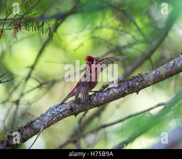 Le Roselin pourpré est l'oiseau qui a été a décrit comme un moineau trempé dans du jus de framboise. Banque D'Images