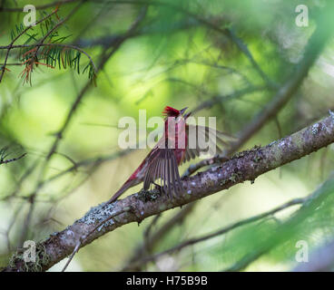 Le Roselin pourpré est l'oiseau qui a été a décrit comme un moineau trempé dans du jus de framboise. Banque D'Images