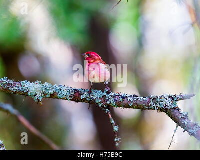 Le Roselin pourpré est l'oiseau qui a été a décrit comme un moineau trempé dans du jus de framboise. Banque D'Images