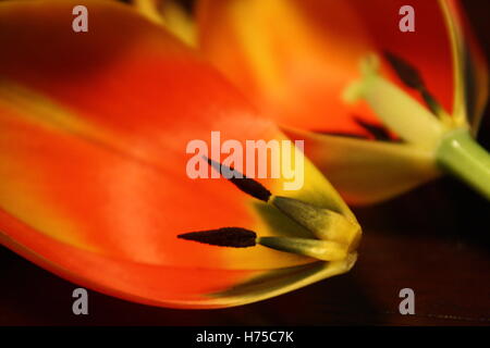 L'intérieur rouge jaune tulip fleur floral automne automne Banque D'Images