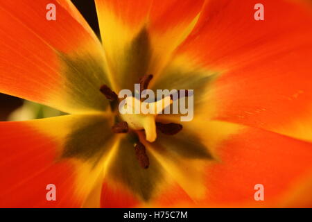 L'intérieur rouge jaune tulip fleur floral automne automne Banque D'Images