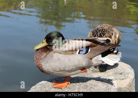 Canards mandarins sur la pierre à côté de l'étang au parc Maruyama à Kyoto, Japon Banque D'Images