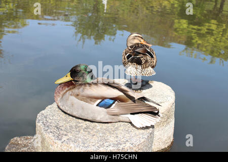 Canards mandarins sur la pierre à côté de l'étang au parc Maruyama à Kyoto, Japon Banque D'Images