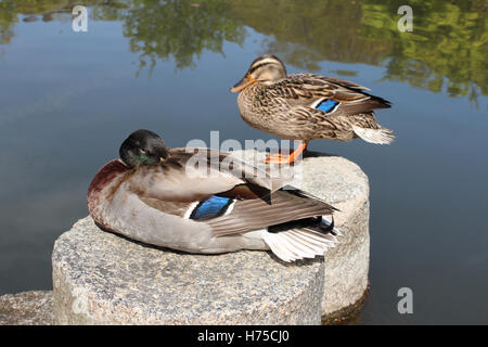 Canards mandarins sur la pierre à côté de l'étang au parc Maruyama à Kyoto, Japon Banque D'Images