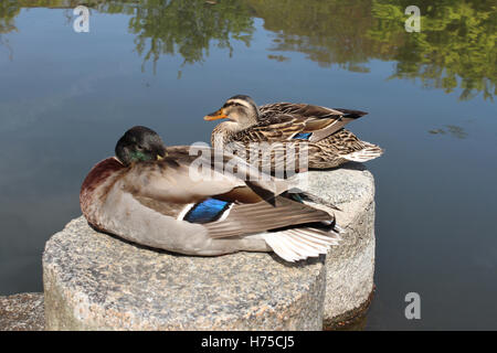 Canards mandarins sur la pierre à côté de l'étang au parc Maruyama à Kyoto, Japon Banque D'Images