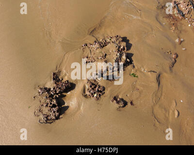 Commune de piddocks Burrows (Pholas dactylus) en grès de la loutre dans le sable sur une plage Devon avec algues rouges et verts Banque D'Images