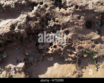 Piddocks Pholas dactylus (commune) dans des terriers en grès de la loutre sur une plage Devon Banque D'Images