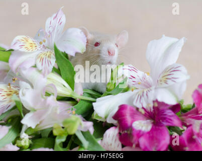 Les jeunes rats décoratif dans un bouquet de fleurs. Banque D'Images