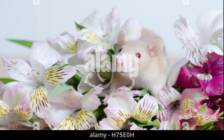 Les jeunes rats décoratif dans un bouquet de fleurs. Banque D'Images
