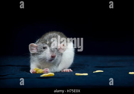 Rat - décoratifs très mignons animaux domestiques. Banque D'Images