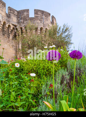 Le beau parterre de fleurs avec des arbustes pivoines fleuris et oignon ornemental devant les remparts d'Avignon, France Banque D'Images