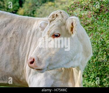 Une forte tête et l'épaule rendu franc portrait d'une vache blanche contre un arrière-plan flou naturel de verdure. Banque D'Images