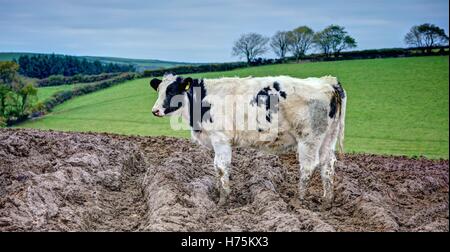 Un matin tôt vue panoramique du paysage agricole d'un taureau noir et blanc à pied par la passerelle de la boue haut champ. Banque D'Images