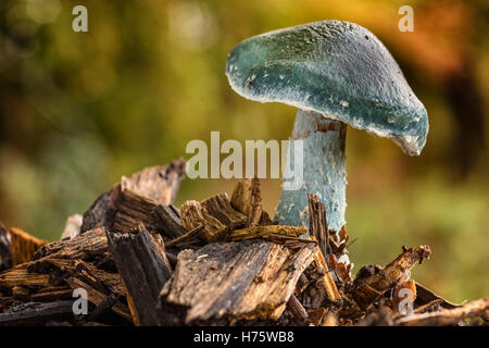 Roundhead bleu/champignon automne champignons, Yorkshire du Nord Banque D'Images