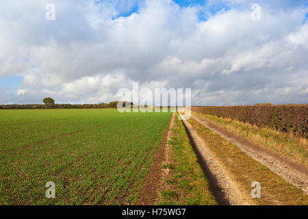 Une ferme à côté d'une voie calcaire récolte de blé et d'une haie d'aubépine dans un paysage english channel à l'automne. Banque D'Images