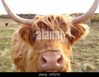 Visage Highland cattle Banque D'Images