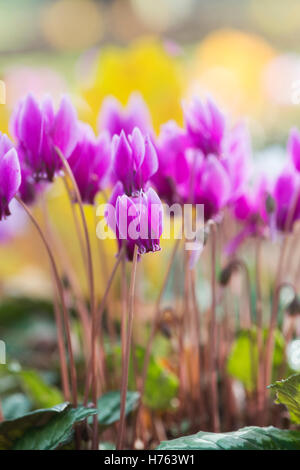 Cyclamen hederifolium floraison en automne. Cyclamen à feuilles de lierre Banque D'Images