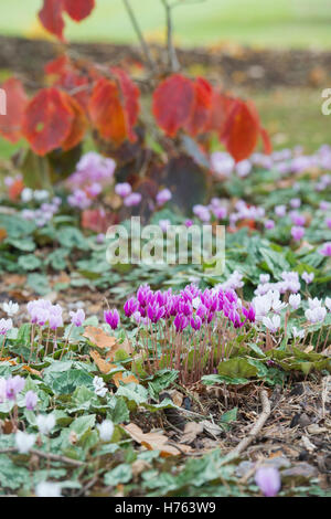 Cyclamen hederifolium floraison en automne. Cyclamen à feuilles de lierre Banque D'Images