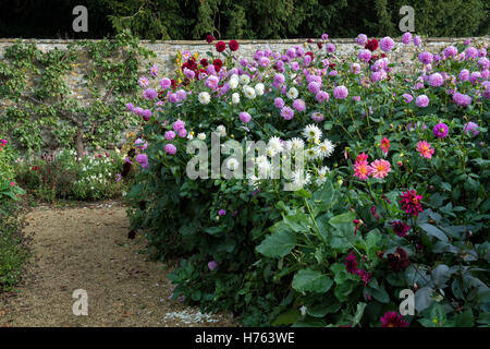 Dahlia fleurs dans un jardin clos à l'automne. Rousham House gardens. Oxfordshire, Angleterre Banque D'Images